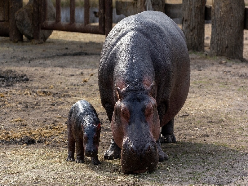 南京最靠谱的代生,代生咨询：在南京公立医院可